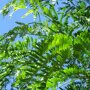 Valse christusdoorn (Gleditsia triacanthos ‘Skyline’) blad
